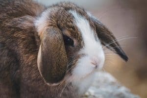 Why Your Pet Rabbit Can't Move Its Back Legs
