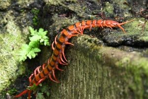 Can You Keep A Centipede As A Pet