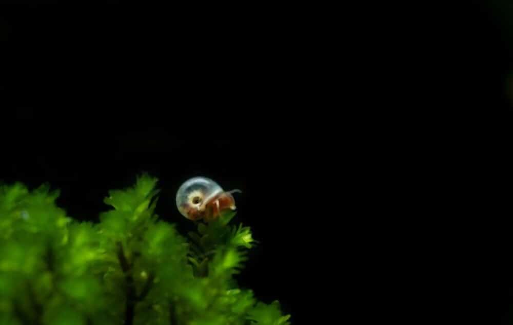 Freshwater Snails For Your Aquarium