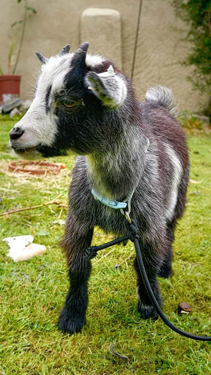 How Long Can Pet Pygmy Goats Live