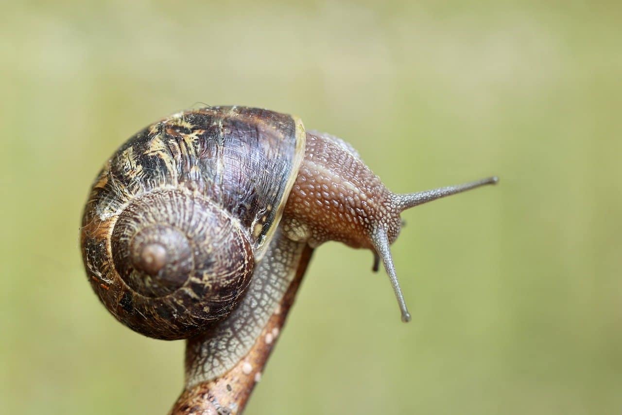 Keeping Snails As Pets