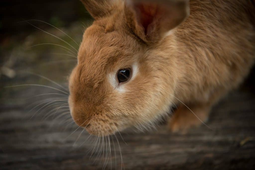 What Are a Pet Rabbits Basic Needs