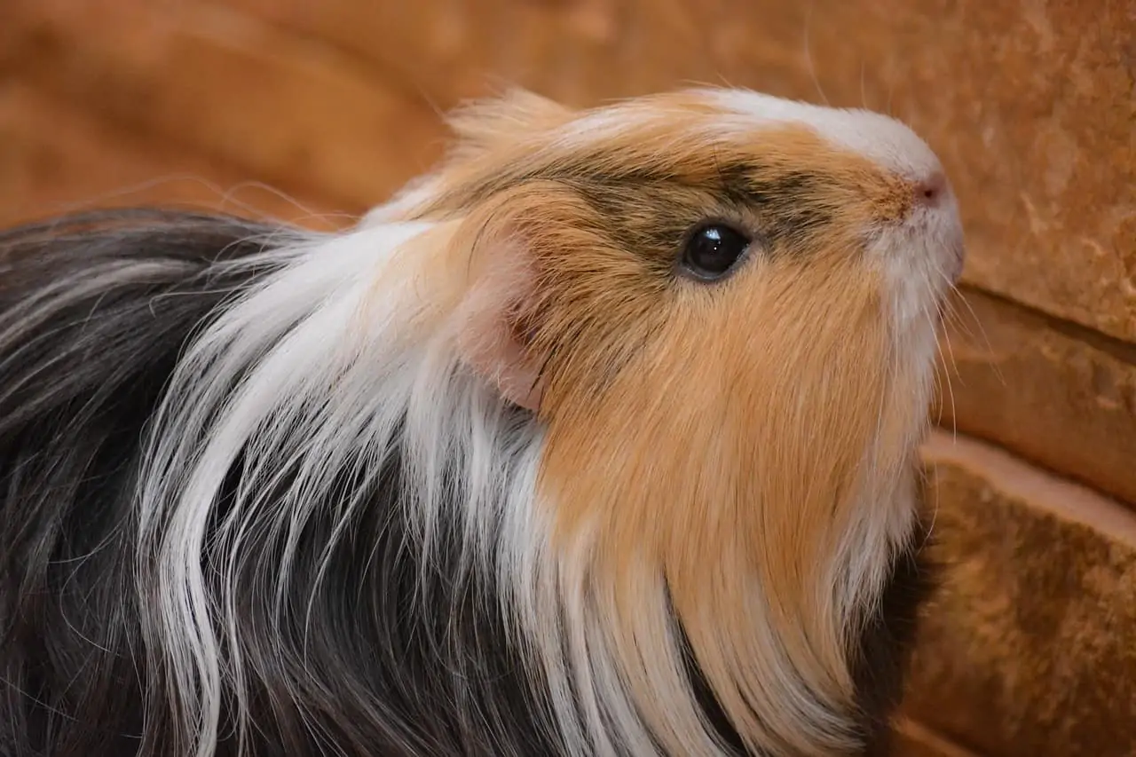 What Breed of Guinea Pig do I Have