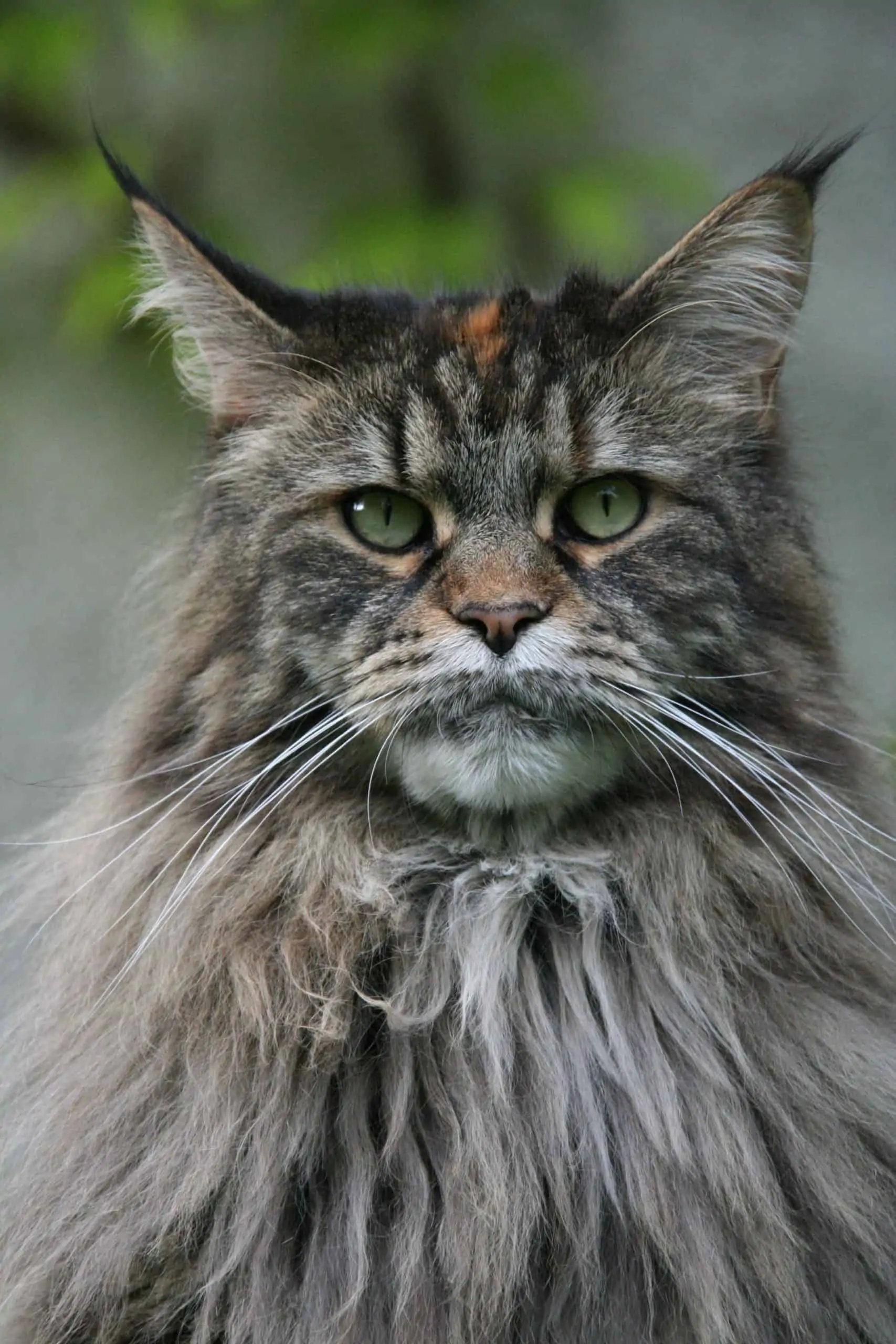 Where Do Maine Coon Cats Come From