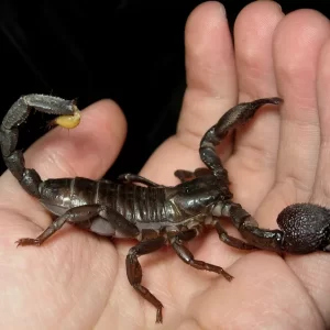 Scorpion Pets