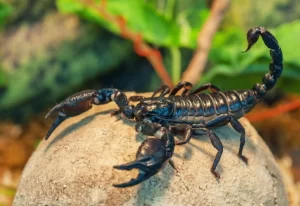 Scorpions that can be good pets