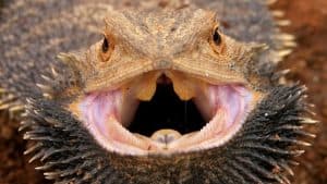 Are-Bearded-Dragons-Poisonous