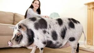 Large Pigs As Pets
